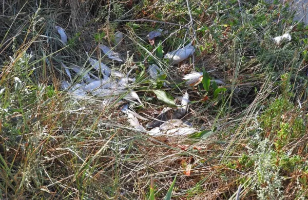 Na takšen prizor so zaposleni v Krajinskem parku naleteli na treh 
mestih na zaraščenem delu lagune Stjuža.