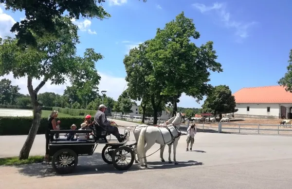 Medtem ko se je v letu 2018 v primerjavi z letom prej  podvojilo število voženj s kočijo, je bilo  lani za to lipiško dejavnost spet nekoliko 
manj zanimanja. 