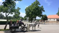 Medtem ko se je v letu 2018 v primerjavi z letom prej  podvojilo število voženj s kočijo, je bilo  lani za to lipiško dejavnost spet nekoliko 
manj zanimanja. 