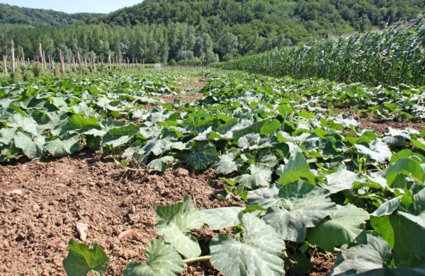 V ajdovski in vipavski občini bi lahko v namakalno polje vključili  
2000 hektarov zemljišč. 