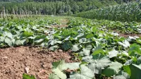 V ajdovski in vipavski občini bi lahko v namakalno polje vključili  
2000 hektarov zemljišč. 