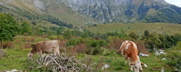 V Posočju se na obnovljenih planinah pase več krav in ovac kot pred desetletjem