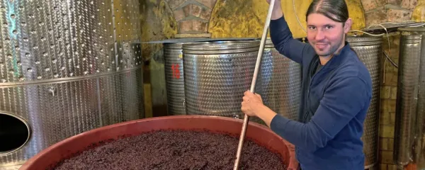  Po trgatvi refošk macerirajo in kar nekaj časa večkrat na dan Rok 
Ražman potaplja klobuk.