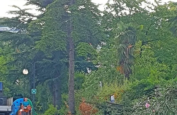 Ker so nekaterim stanovalcem v apartmajih padale smolnate iglice 
na balkone, so morale pasti tri mogočne cedre in dve cipresi za 
hotelom Žusterna.