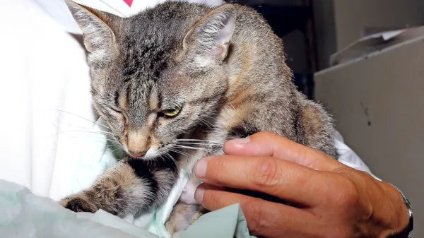 Mačja levkoza - bolezen mnogih obrazov