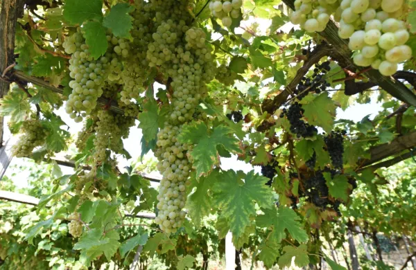 V soboto bo znano, ali je projekt devinsko-nabrežinske občine, s katerim kandidira za naziv italijanskega mesta vina, padel na plodna tla.