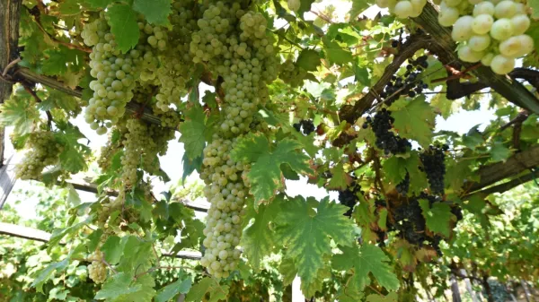 V soboto bo znano, ali je projekt devinsko-nabrežinske občine, s katerim kandidira za naziv italijanskega mesta vina, padel na plodna tla.