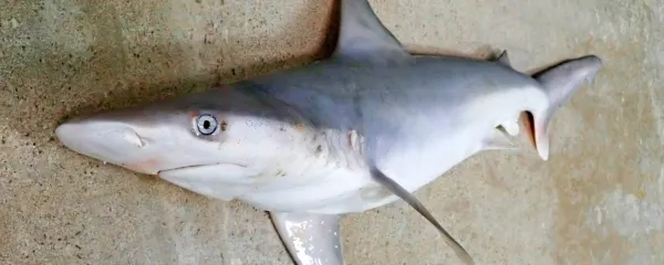 Mladič pred kratkim ujetega sivega morskega psa 