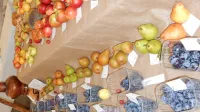 V Sloveniji se s pridelavo sadja  ukvarja 21.191 pridelovalcev. Na  
skupno 10.764 hektarjih so  lani pridelali 89.023 ton sadja, od tega 
kar  64.232 ton jabolk.