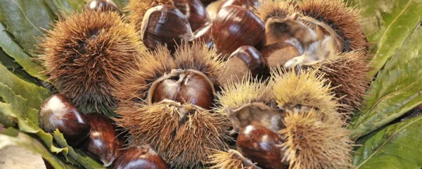 





Kostanj ima razmeroma malo kalorij, a je hkrati bogat vir 
mineralov, vitaminov in drugih snovi, ki koristijo zdravju. 

