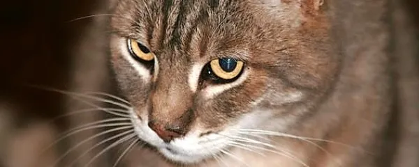 Okužene mačke praviloma doživijo pričakovano življenjsko dobo 
brez hujših ali sploh nikakršnih bolezenskih znakov.