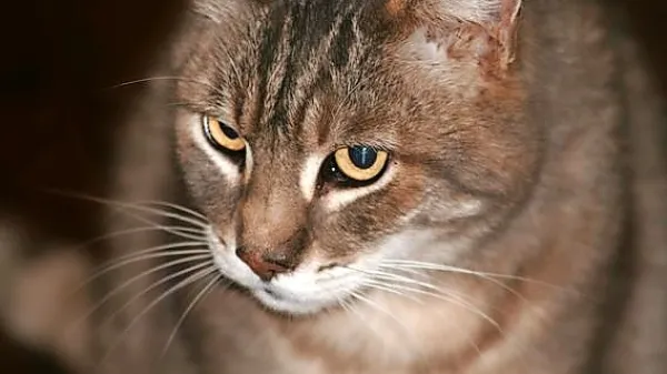 Okužene mačke praviloma doživijo pričakovano življenjsko dobo 
brez hujših ali sploh nikakršnih bolezenskih znakov.