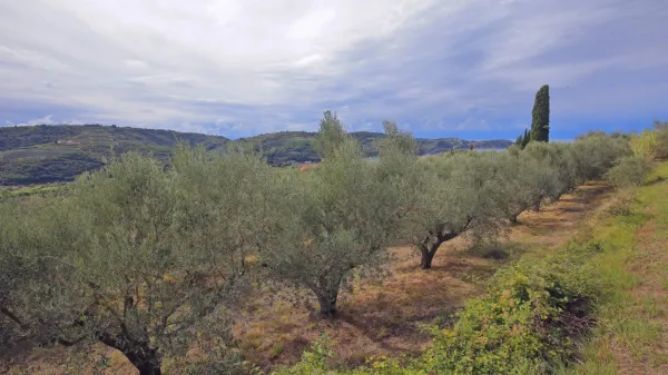 Za nakup Markočičevih oljk in zakup državnega zemljišča pod 
njimi je prišlo šest ponudb. Možno je, da so jih poslali štirje 
ponudniki in da sta razpisnim pogojem zadostila največ  dva.   
