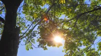 Poleg dobre novice o pomoči vitamina D pri zdravljenju covida-19 smo odkrili,  da 
je sonce poleg vode, zraka in hrane - četrta človeška osnovna fiziološka potreba. 