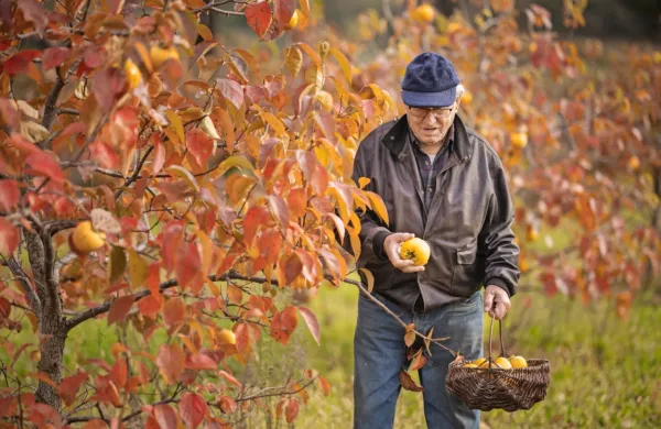 V nasad kakijev se kljub 91 letom, ki jih bo dopolnil prav jutri, rad 
odpravi tudi Strunjančan Rihard Knez.