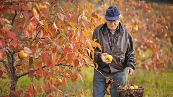 V nasad kakijev se kljub 91 letom, ki jih bo dopolnil prav jutri, rad 
odpravi tudi Strunjančan Rihard Knez.