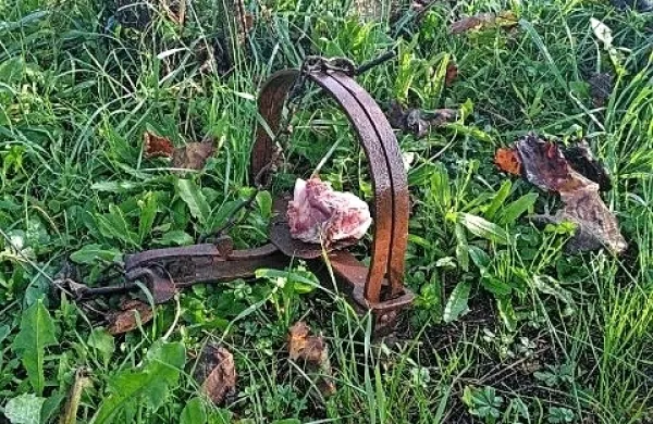 Takšna kovinska  past je ležala sredi dutovskega vinograda.