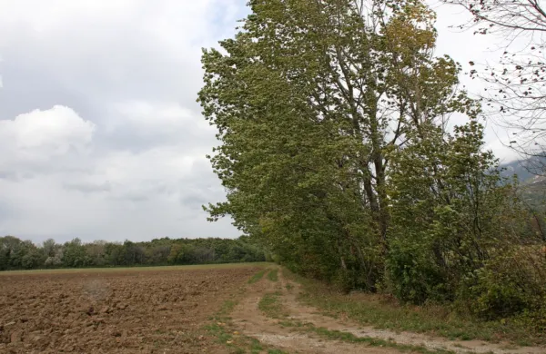 Na podlagi pilotnega projekta bodo zeleno protivetrno zaščito znova sadili po celotni Vipavski dolini. 