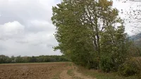 Na podlagi pilotnega projekta bodo zeleno protivetrno zaščito znova sadili po celotni Vipavski dolini. 