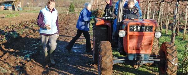 Pri Kanclerjevih so že začeli s spravilom solkanskega radiča.
