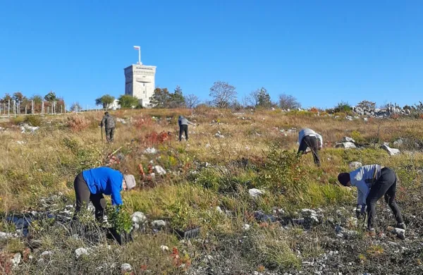 V bližini Pomnika miru bodo v treh dneh posadili 500 sadik hrasta 
in 400 kilogramov želoda.    