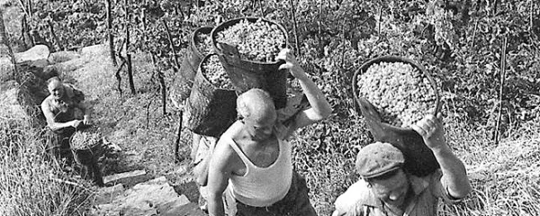 Prosekar ima izjemno dolgo tradicijo na območju Proseka, 
Kontovela in Križa. 