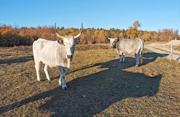  Čreda istrskega goveda v Abitantih se bo morda povečala. Z 
zaščito se bo možnost vzreje te pasme povečala.   