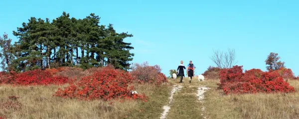  Tudi - in zlasti - v dobi strogih ukrepov in omejitev je treba čim večkrat v naravo, se rekreirati, meditirati ... 
