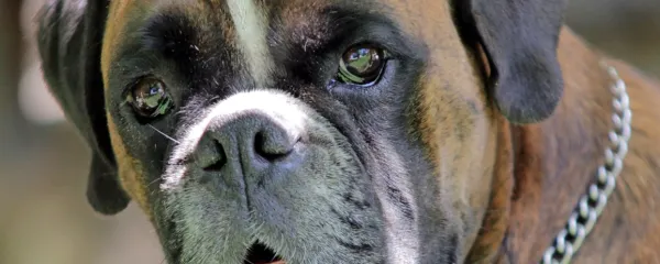 Kako prepoznamo bolečino in kako jo lahko zdravimo