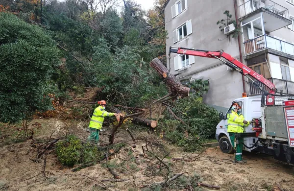 Na Cesti na Markovec je s pobočja za bloki polzela zemljina, zaradi 
česar se je rušilo drevje.