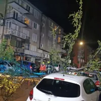 Na Cesti na Markovec je s pobočja za bloki polzela zemljina, zaradi 
česar se je rušilo drevje. (foto: Jasmina Lehpamer)