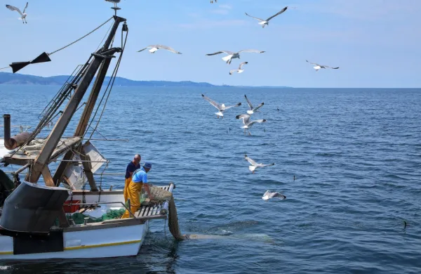 Ribiči so  od decembra 2018 do konca aprila 2019 v okviru organiziranega izlova v obeh rezervatih ujeli 920 kilogramov cipljev.