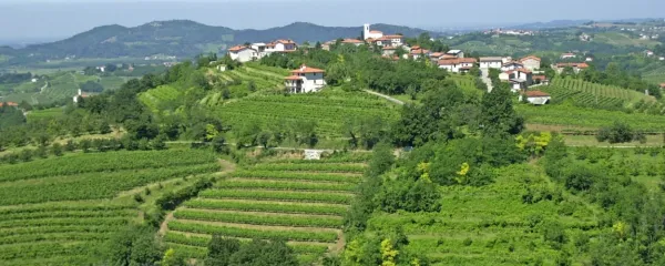 400 briških družin, povezanih v zadrugo, skrbi za 1000 hektarjev 
vinogradov, iz katerih gre grozdje v Klet Brda.