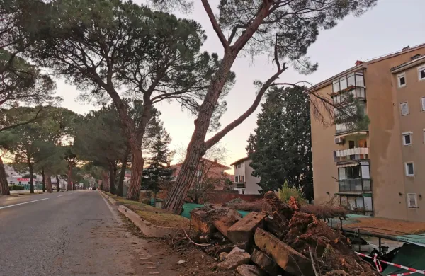 Močno nagnjena pinija, na katero opozarjajo stanovalci Ulice 
oktobrske revolucije in je v ospredju naše fotografije,  žal, ni edina 
nagnjena v drevoredu.  