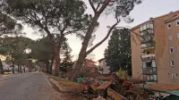 Močno nagnjena pinija, na katero opozarjajo stanovalci Ulice 
oktobrske revolucije in je v ospredju naše fotografije,  žal, ni edina 
nagnjena v drevoredu.  