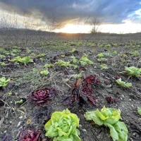Kako se je na foto-video preizkusu obnesel Applov iphone 12 pro