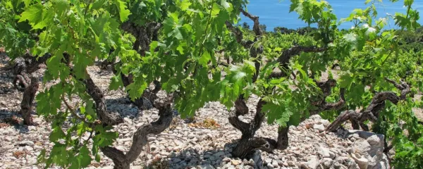 Vino za Bidna bo s Pelješca