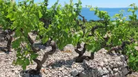 Vino za Bidna bo s Pelješca