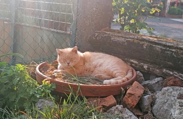Maček Mučili je 81-letni Kobdiljki družbo delal pet let.