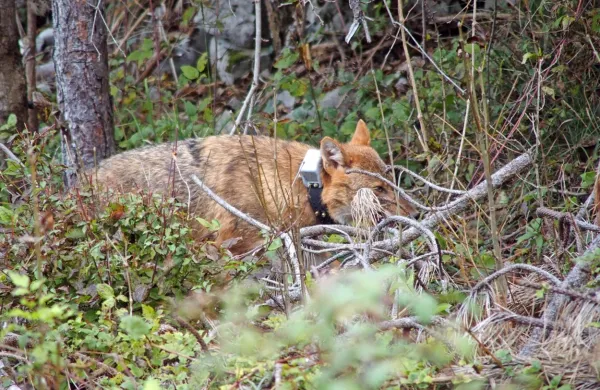 Šakali so se na širšem kraškem območju tako namnožili, da 
izpodrivajo srne in nekatere druge živali.