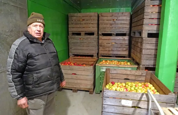 Anton Biščak je zadovoljen, da se je njegova hladilnica začela 
prazniti. Odkupili so že dvakrat po tono in pol jabolk. 