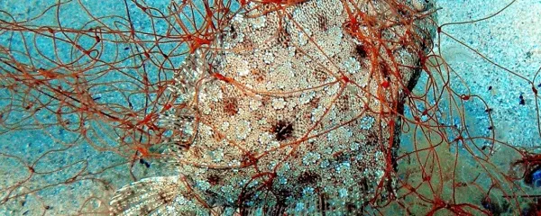 Mreže duhovi so hud problem današnjega časa. V eno takih mrež 
se je zapletel širokogledi romb (Bothus podas).

