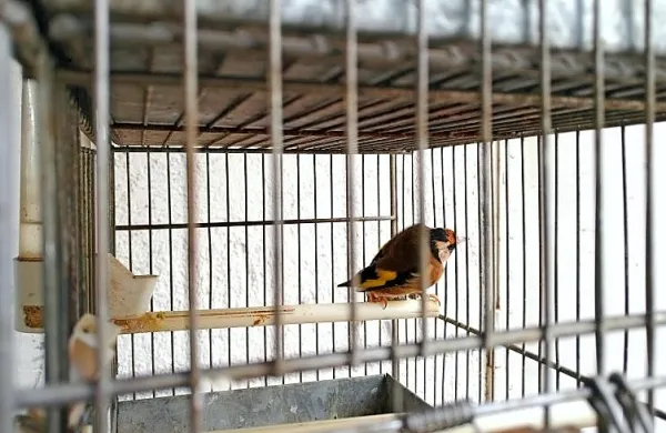 Inšpektorji in sodelavci društva za opazovanje in proučevanje ptic 
so lani jeseni v Glemu spet  odkrili več ptic pevk, ki jih je domačin 
zadrževal v kletkah.