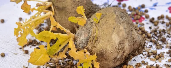 Koleraba je znana tudi kot “ljubezenska zelenjava” saj vsebuje 
naravne sestavine za spodbujanje moškosti.