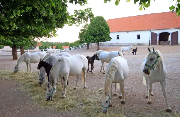 Letos bodo v Kobilarni Lipica prodajali oziroma oddajali približno 60 konj, lani so jih 142, a le 68 jih 
je šlo k novim lastnikom.  Skupno imajo sedaj v Kobilarni  približno 360 konj.  