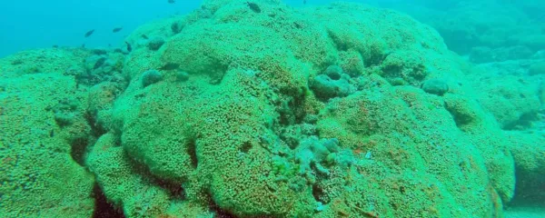 Sredozemska kamena korala tvori na otoku Mljet velik koralni 
greben 

