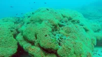 Sredozemska kamena korala tvori na otoku Mljet velik koralni 
greben 

