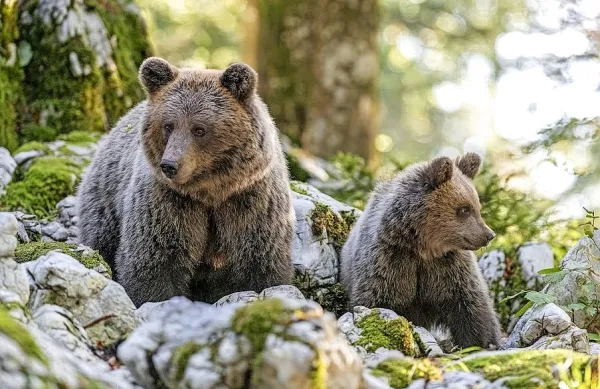 Med privlačnimi turističnimi produkti je tudi opazovanje in 
spremljanje medvedov v njihovem naravnem okolju.  