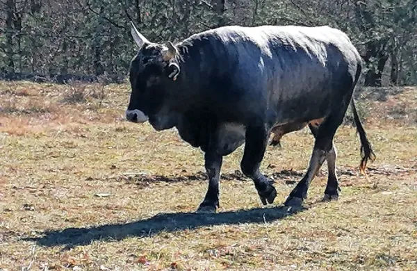 Bakin, bik istrskega goveda,  v ogradi pri Abitantih.