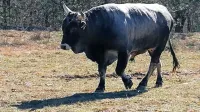Bakin, bik istrskega goveda,  v ogradi pri Abitantih.